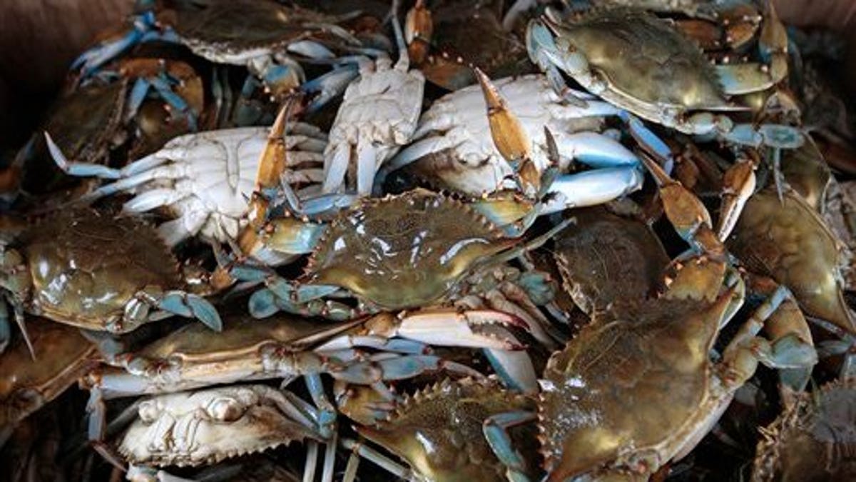 Gulf Oil Spill Blue Crabs
