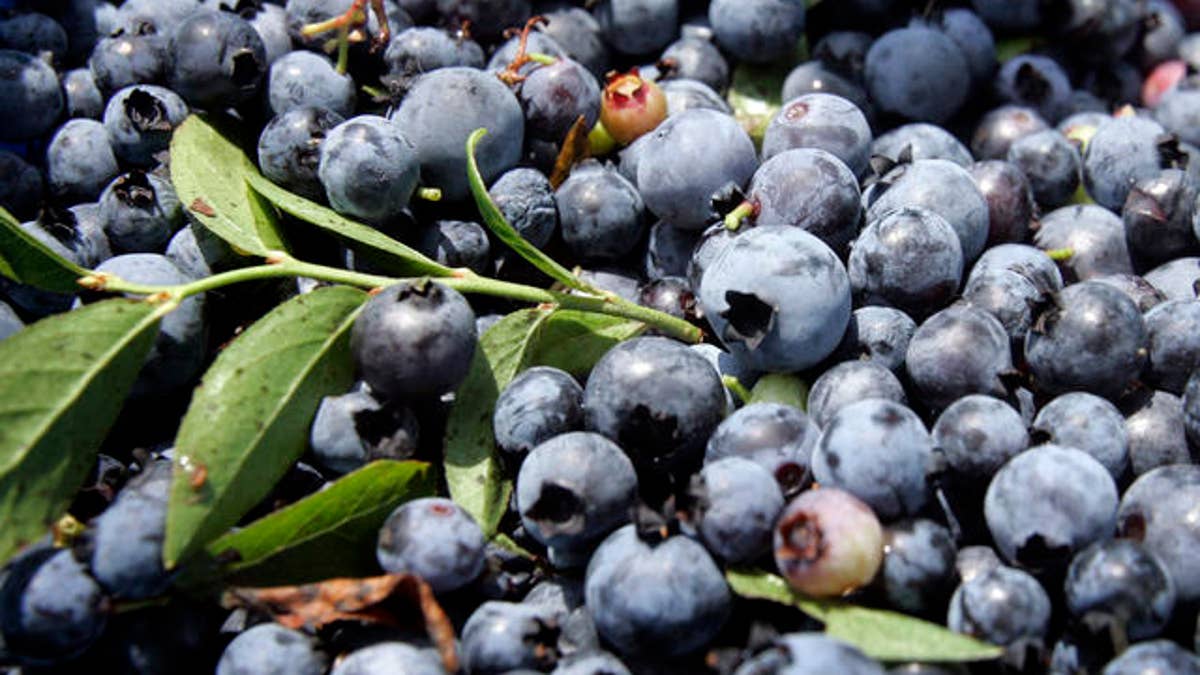 Blueberry Harvester