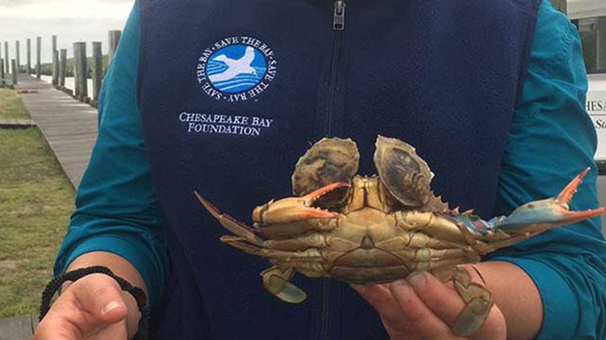 Unusual blue crab caught in the Chesapeake Bay