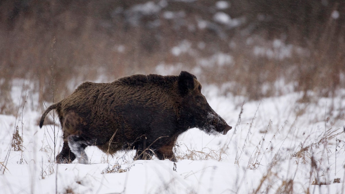 A wild boar runs in the 30 km (18 miles) exclusion zone around the Chernobyl nuclear reactor near the village of Babchin, some 370 km (217 miles) southeast of Minsk, January 9, 2009. Still inhospitable to humans, the Chernobyl 