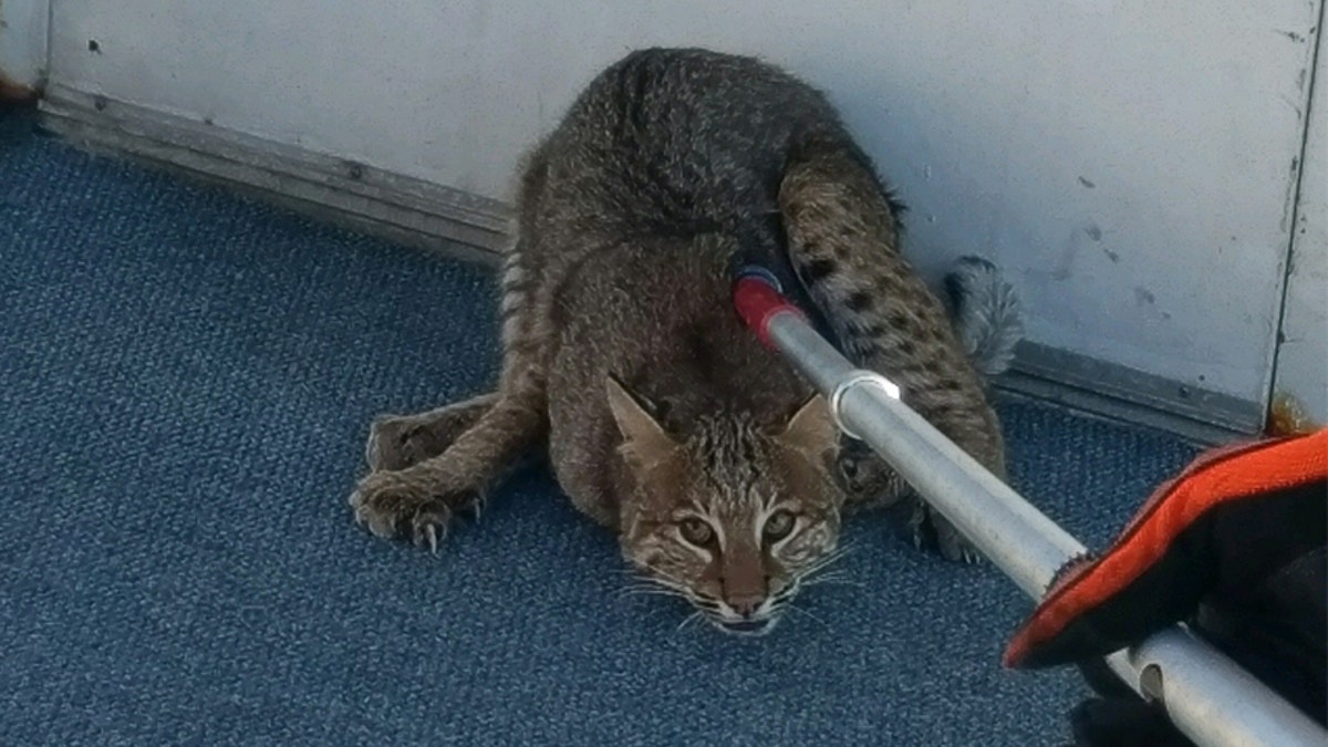 bobcat 1