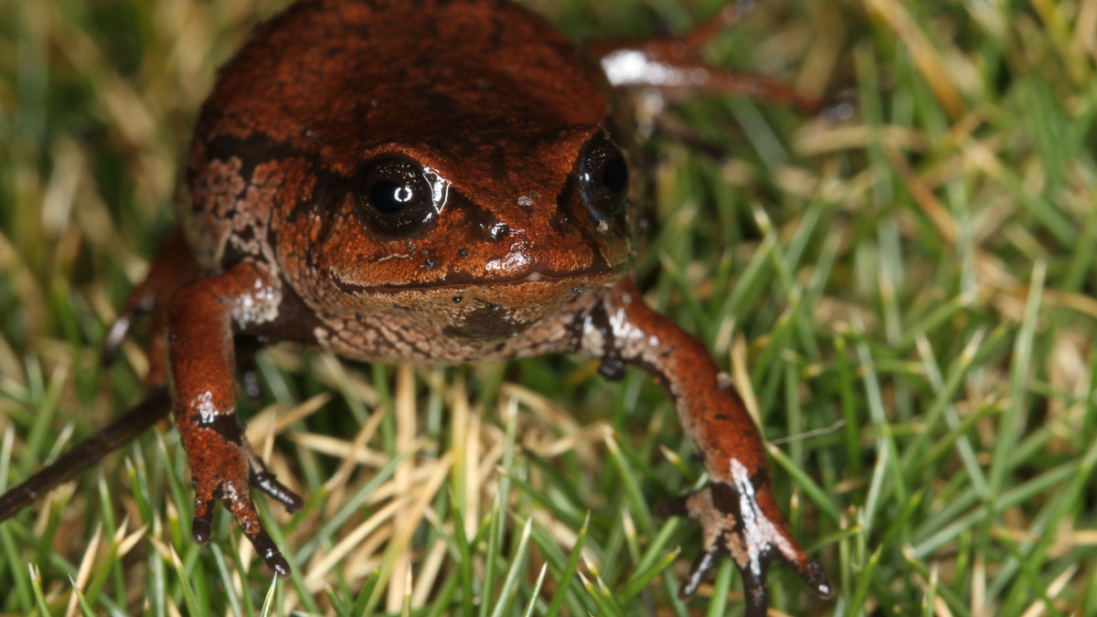 BoliviaFrog