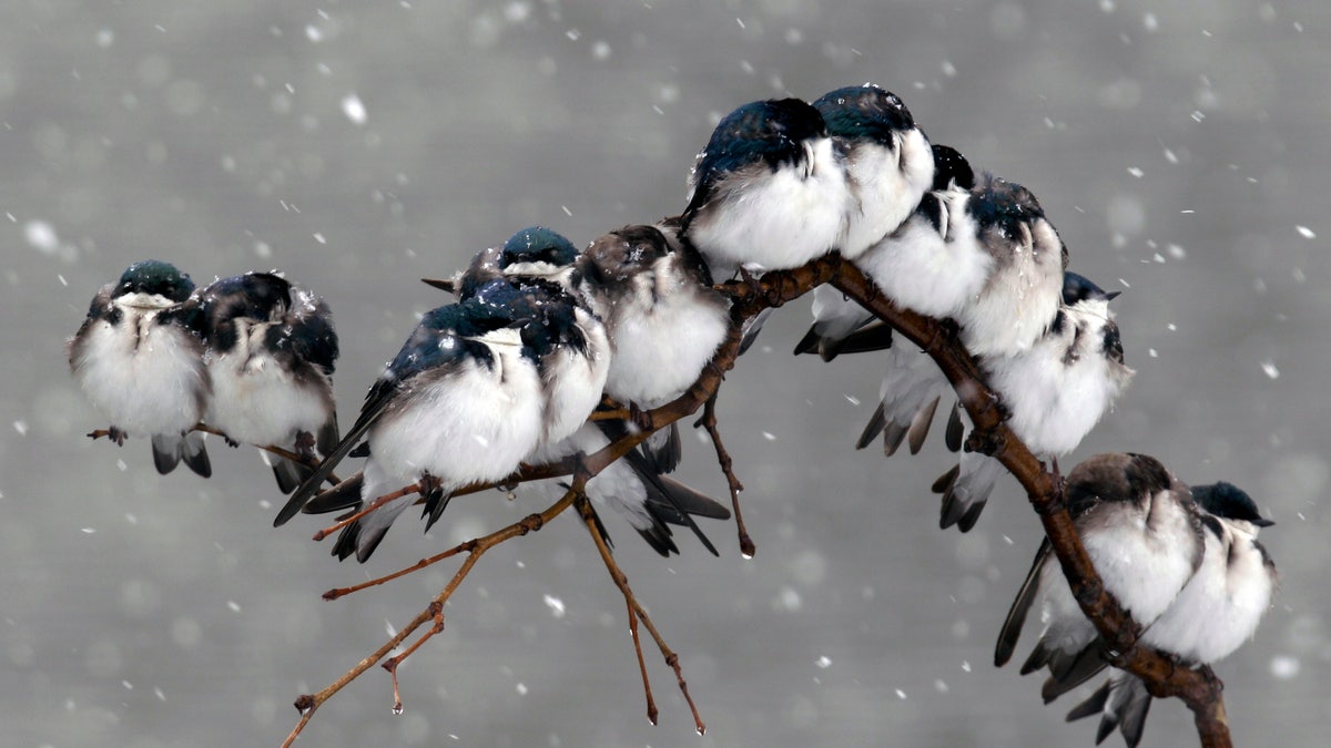 Birds perch on a branch during a spring snowstorm in Pembroke, N.Y., Monday, April 23, 2012. A spring nor'easter packing soaking rain and high winds churned up the Northeast Monday morning, unleashing a burst of winter and up to a foot of snow in higher elevations inland, closing some schools and sparking concerns of power outages. (AP Photo/David Duprey)