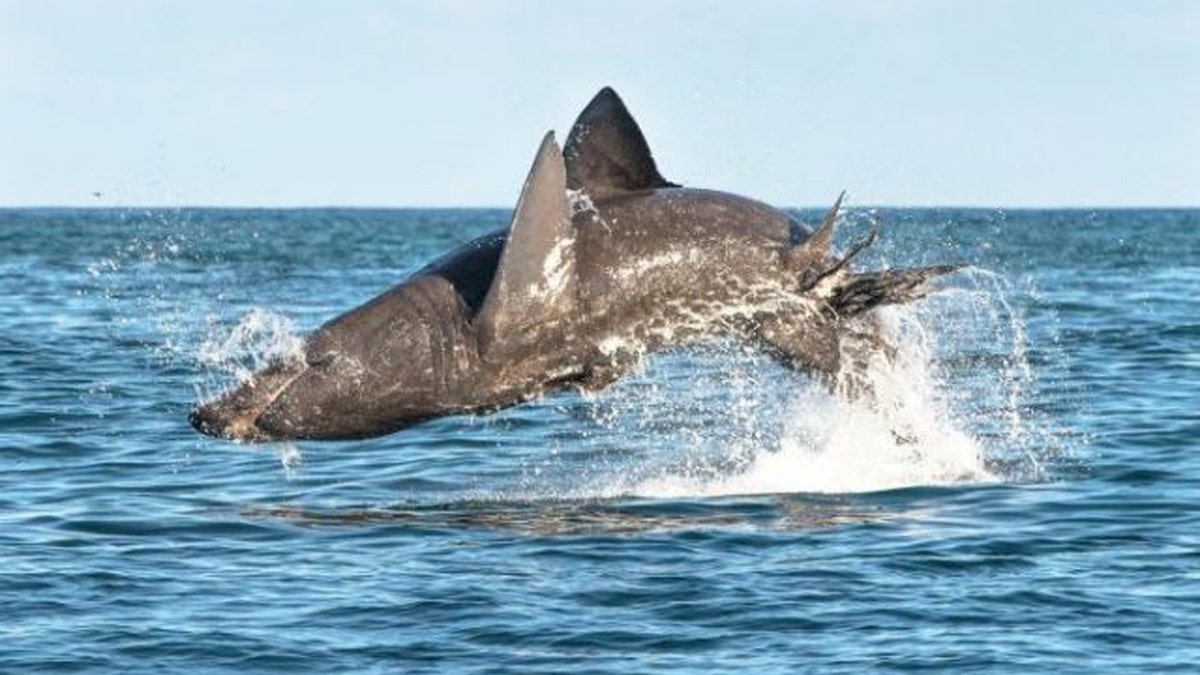 basking shark