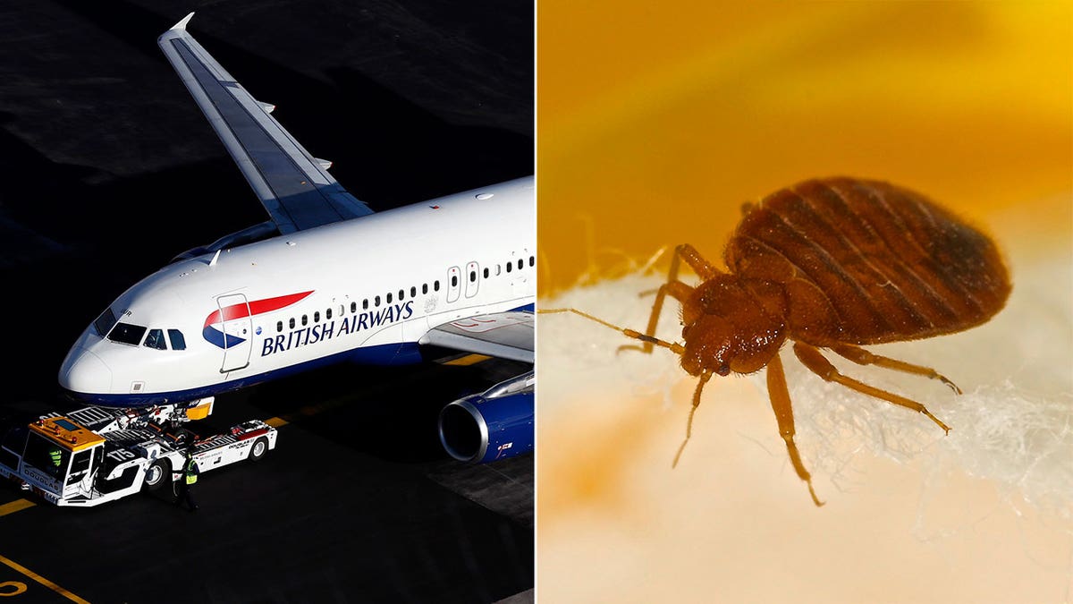 british airways bedbug reuters istock