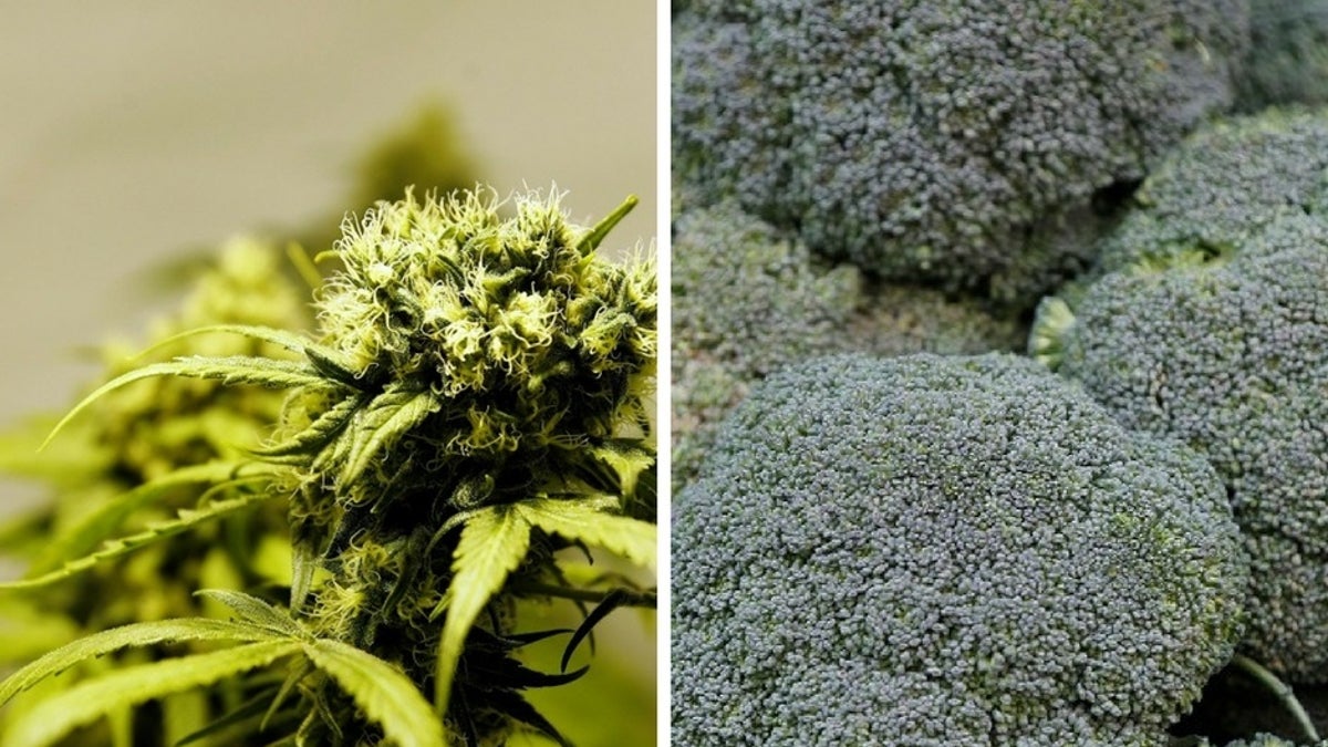broccoli/weed