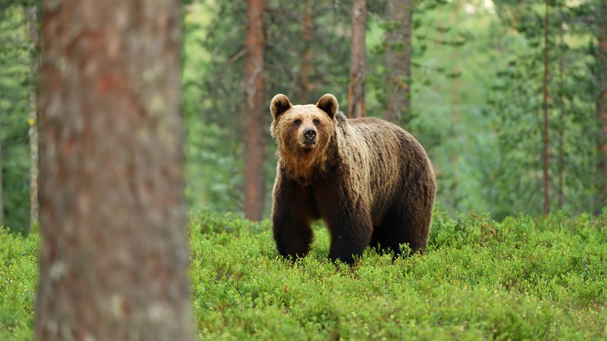 Brown Bear iStock