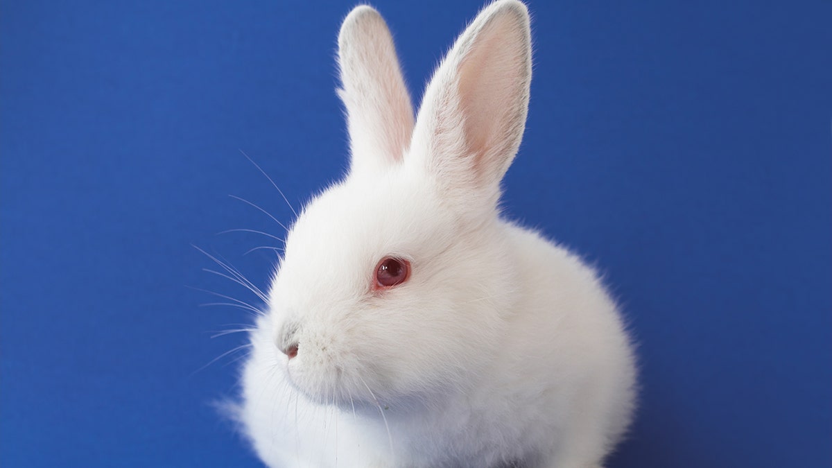 Rabbit iStock