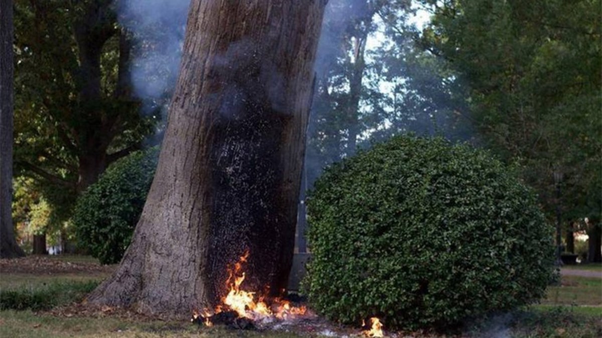 burning tree