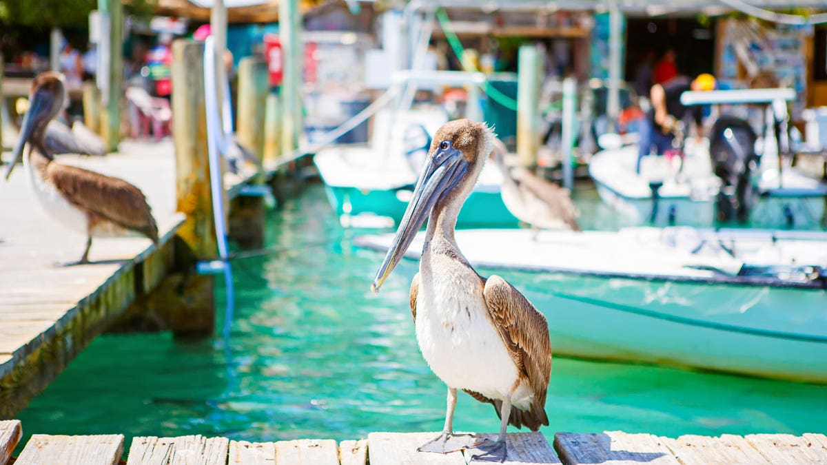 key west istock