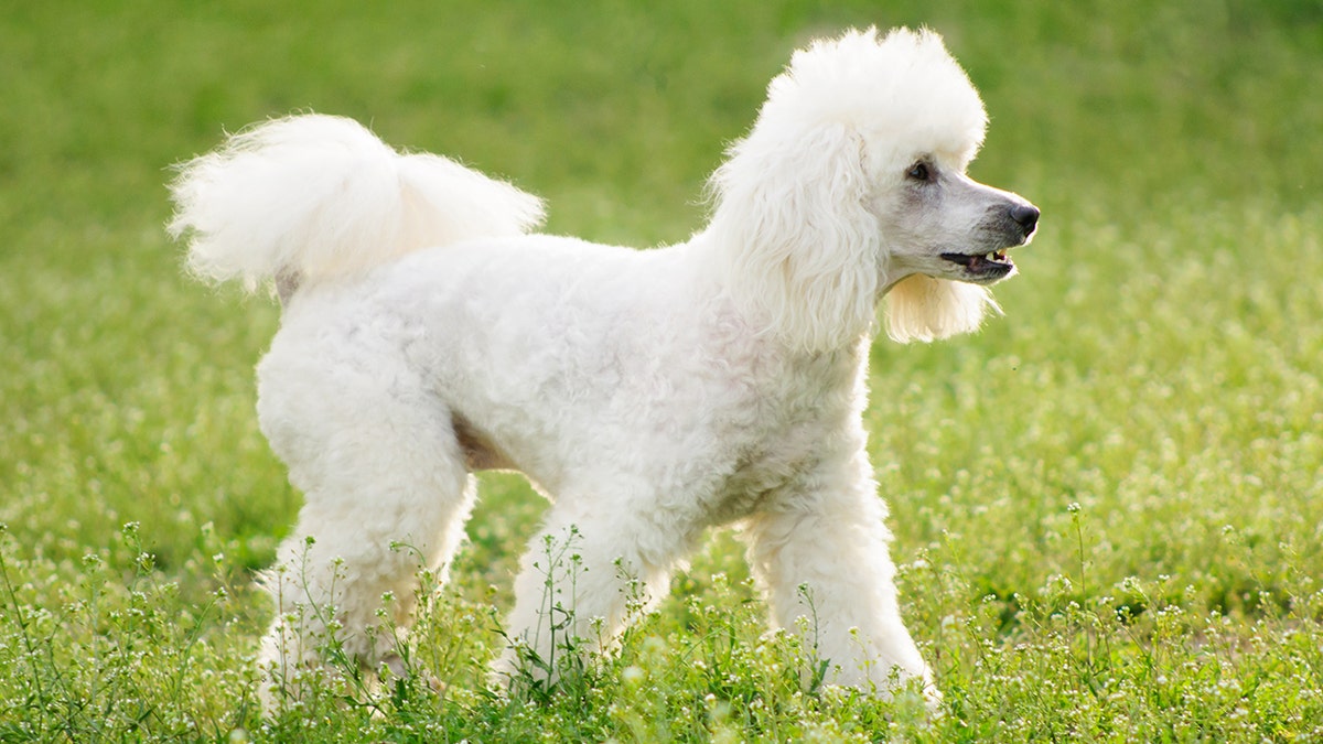 poodle istock