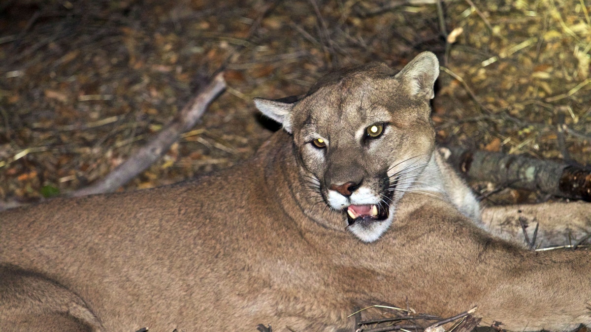 mountain lion