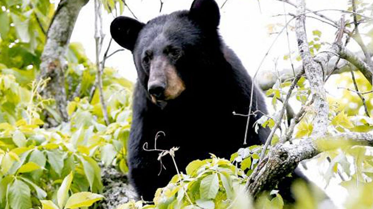 A black bear is shown in this undated handout photo provided by the State of Louisiana Department of Wildlife and Fisheries, March 10, 2016.  The Louisiana black bear, inspiration for the teddy bear, will be taken off the U.S. List of threatened species, the Interior Department said Thursday.  REUTERS/State of Louisiana Department of Wildlife and Fisheries/Handout via Reuters   ATTENTION EDITORS - FOR EDITORIAL USE ONLY. NOT FOR SALE FOR MARKETING OR ADVERTISING CAMPAIGNS. THIS PICTURE WAS PROVIDED BY A THIRD PARTY. REUTERS IS UNABLE TO INDEPENDENTLY VERIFY THE AUTHENTICITY, CONTENT, LOCATION OR DATE OF THIS IMAGE. THIS PICTURE IS DISTRIBUTED EXACTLY AS RECEIVED BY REUTERS, AS A SERVICE TO CLIENTS - RTSA83V