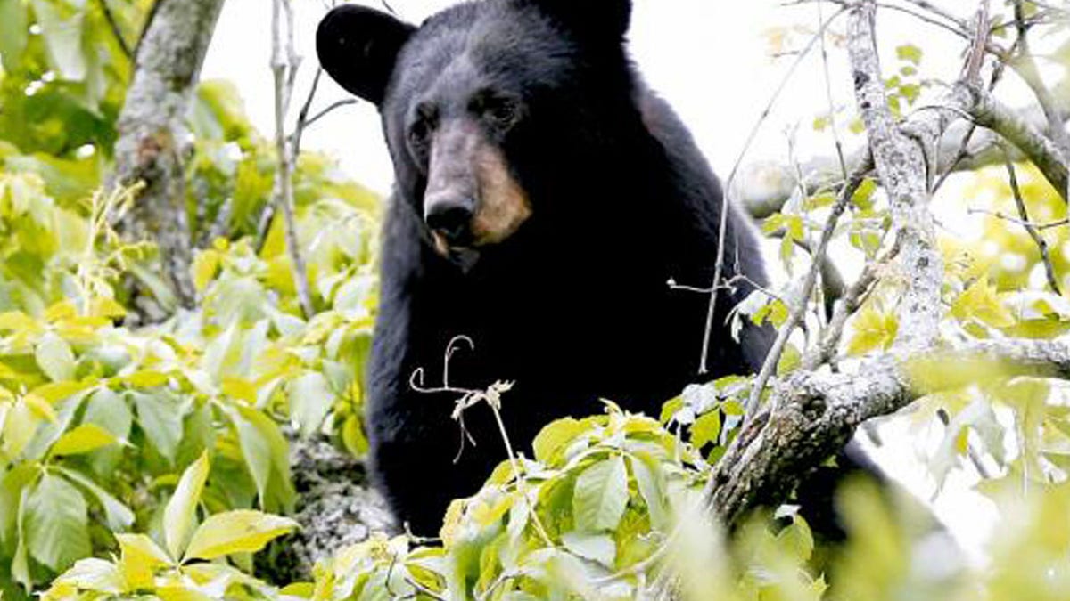 A black bear is shown in this undated handout photo provided by the State of Louisiana Department of Wildlife and Fisheries, March 10, 2016.  The Louisiana black bear, inspiration for the teddy bear, will be taken off the U.S. List of threatened species, the Interior Department said Thursday.  REUTERS/State of Louisiana Department of Wildlife and Fisheries/Handout via Reuters   ATTENTION EDITORS - FOR EDITORIAL USE ONLY. NOT FOR SALE FOR MARKETING OR ADVERTISING CAMPAIGNS. THIS PICTURE WAS PROVIDED BY A THIRD PARTY. REUTERS IS UNABLE TO INDEPENDENTLY VERIFY THE AUTHENTICITY, CONTENT, LOCATION OR DATE OF THIS IMAGE. THIS PICTURE IS DISTRIBUTED EXACTLY AS RECEIVED BY REUTERS, AS A SERVICE TO CLIENTS - RTSA83V