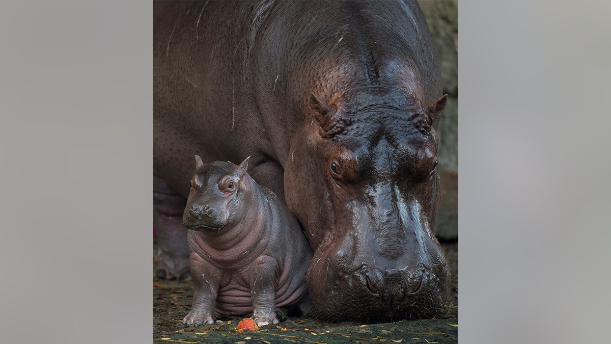 c5fd9474-hippo