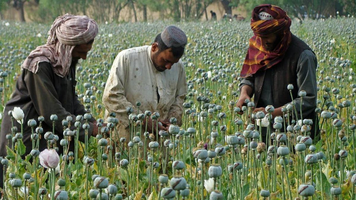 FILE -- In this April 21, 2014 file photo, Afghan farmers harvest opium, in Helmand province, Afghanistan. For the past month, the Taliban have held control over most of Afghanistan’s Helmand province, where the majority of the world’s opium is grown -- and as insurgent attacks intensify around the provincial capital, residents are blaming rampant government corruption for the rising militant threat. At an international aid conference in Brussels that closed Wednesday, Oct. 5, 2016, Afghanistan’s leaders pledged to clamp down on graft, but corrupt officials have hollowed out national security forces and are alienating local populations.  (AP Photo/Abdul Khaliq, File)