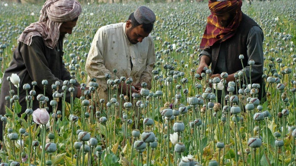 FILE -- In this April 21, 2014 file photo, Afghan farmers harvest opium, in Helmand province, Afghanistan. For the past month, the Taliban have held control over most of Afghanistan’s Helmand province, where the majority of the world’s opium is grown -- and as insurgent attacks intensify around the provincial capital, residents are blaming rampant government corruption for the rising militant threat. At an international aid conference in Brussels that closed Wednesday, Oct. 5, 2016, Afghanistan’s leaders pledged to clamp down on graft, but corrupt officials have hollowed out national security forces and are alienating local populations. (AP Photo/Abdul Khaliq, File)