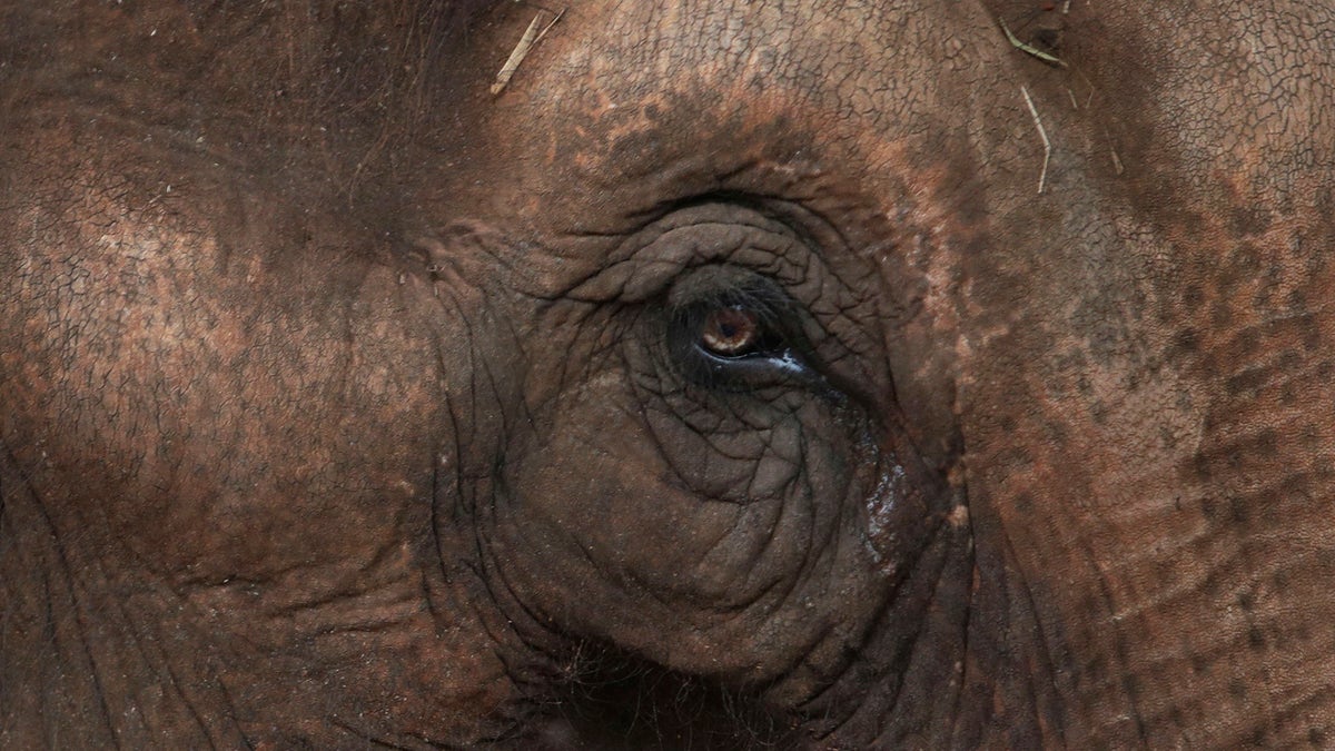 APTOPIX Brazil Elephant Sanctuary