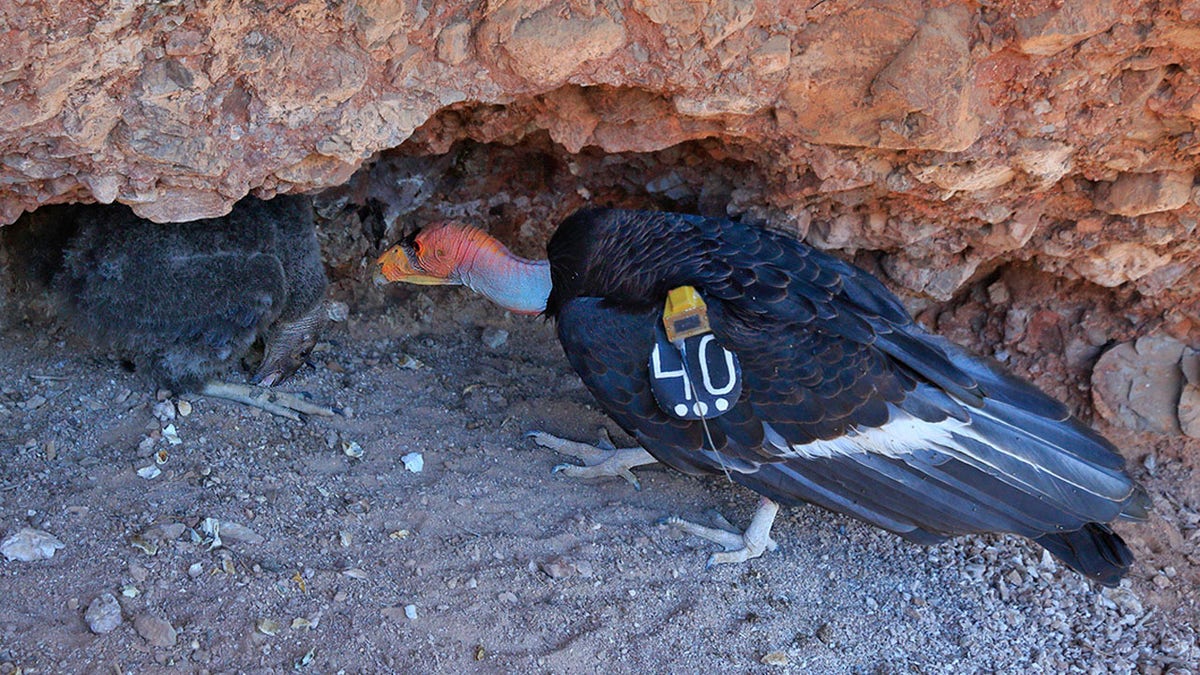 California Condor