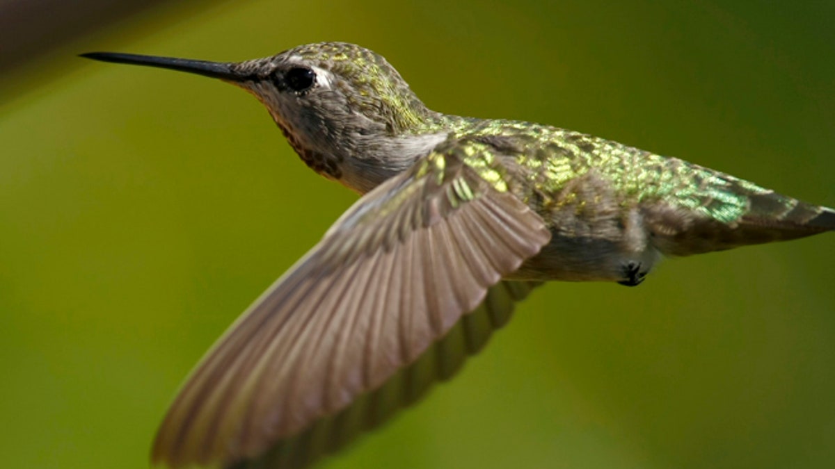 california hummingbird 23b
