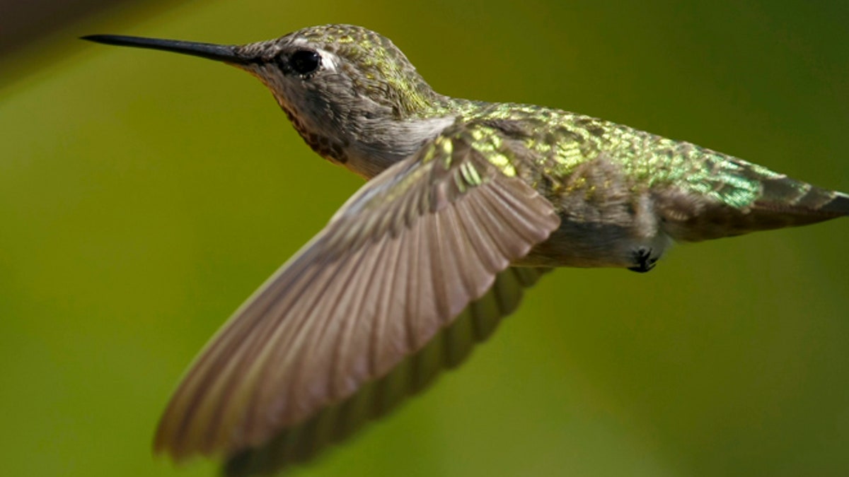 california hummingbird 23b