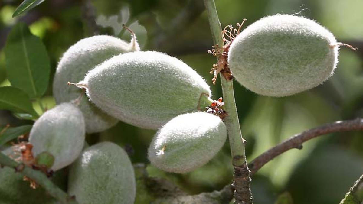 California Drought-Almonds