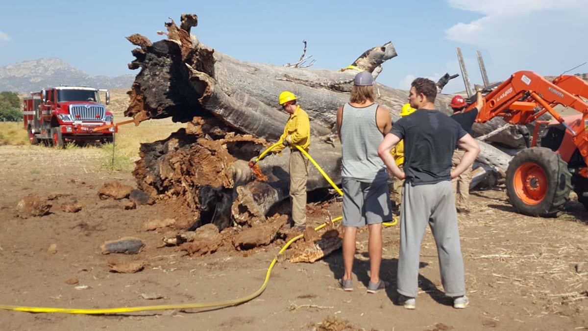 California Cow Rescue 2