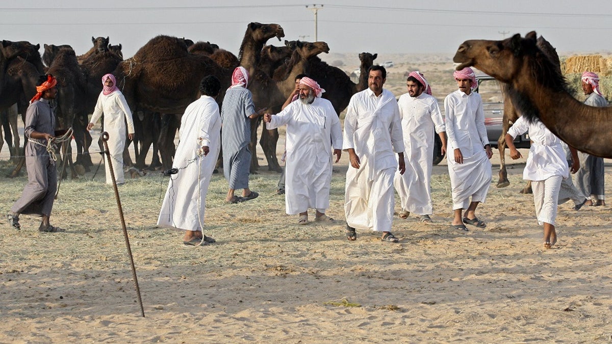 GULF-QATAR/SAUDI-CAMELS