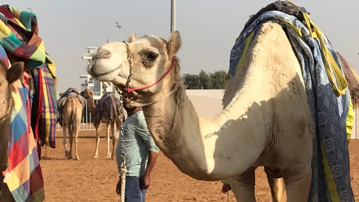 Newt Gingrich camel racing op-ed