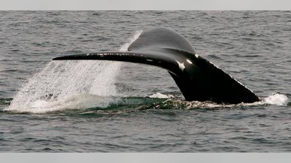 Cape Cod Whale