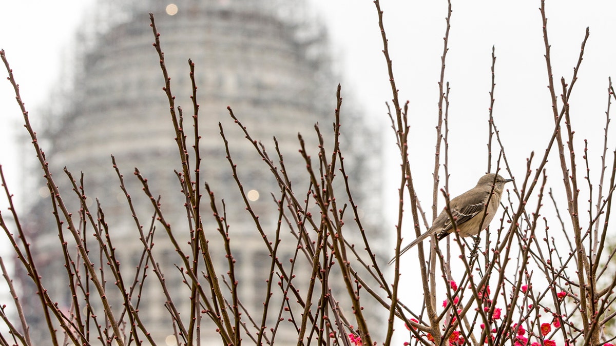 Capitol Dome bird AP