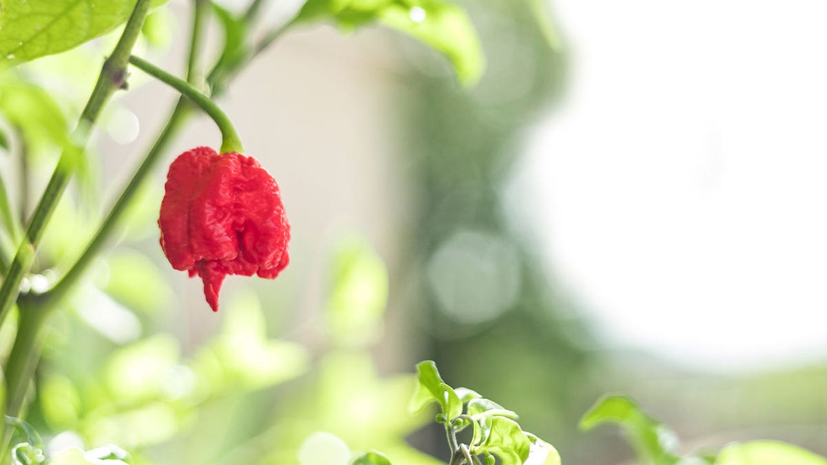 carolina reaper istock