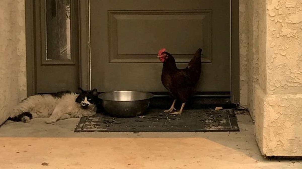 cat chicken carr fire