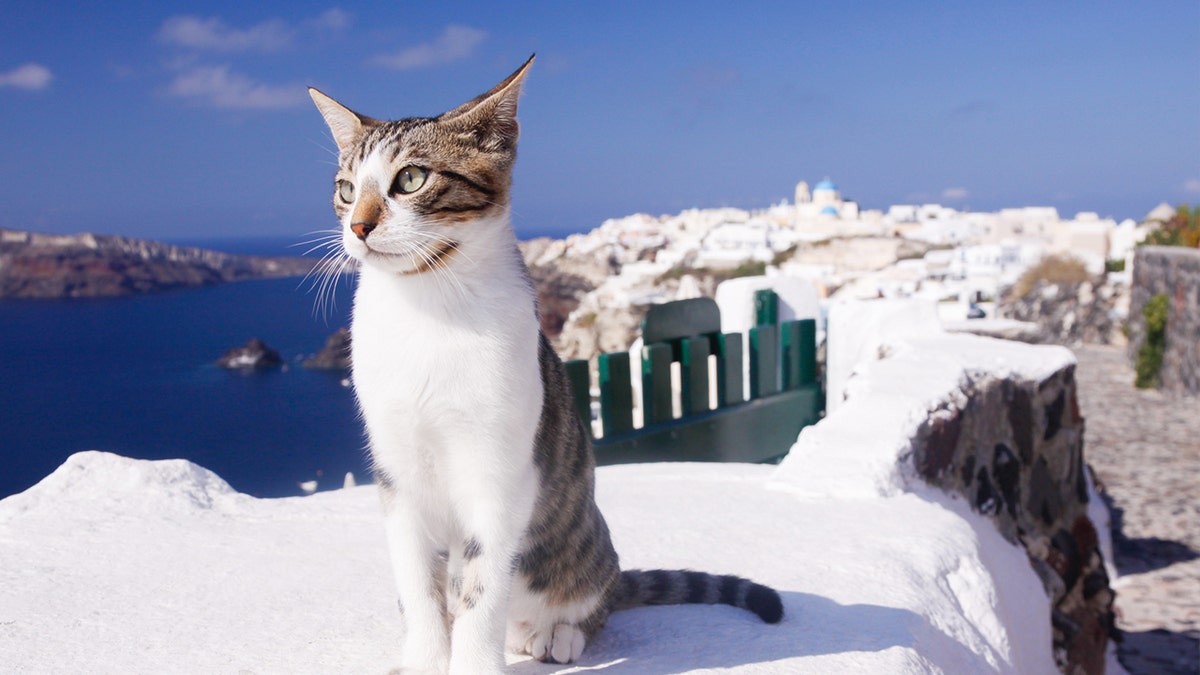 cat greek island istock