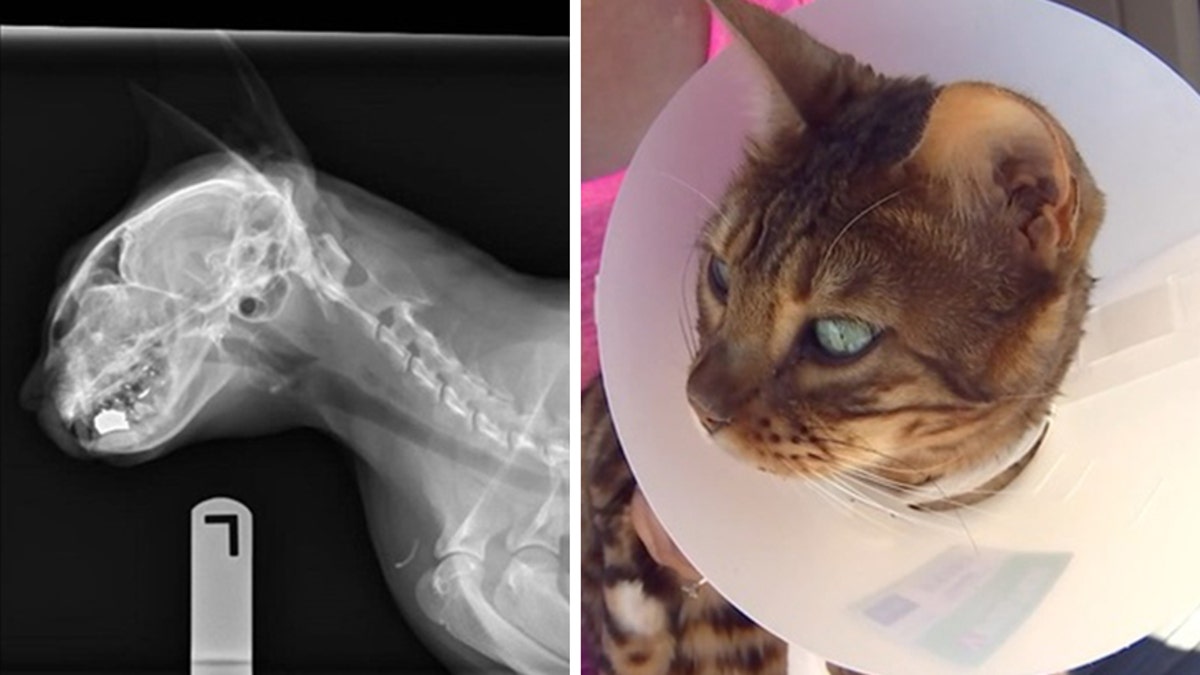 cat survivor gun