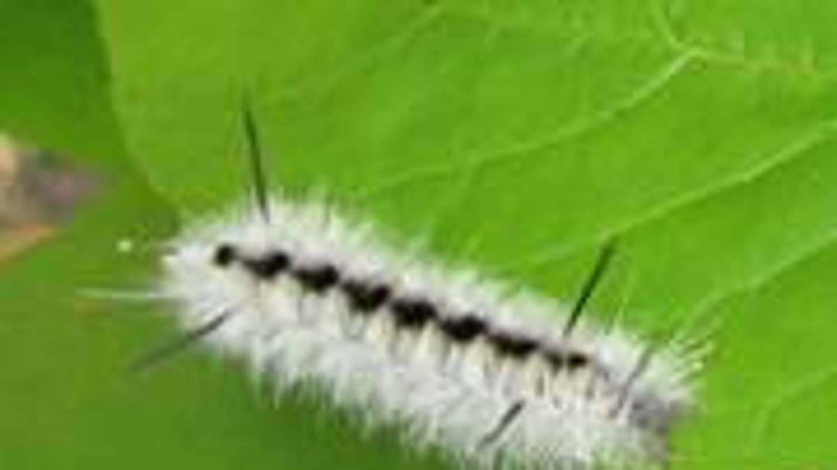 CaterpillarMaine