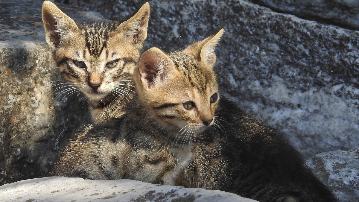 Two kittens lie in the ruins of the ancient Agora in Athens June 20, 2015. REUTERS/Paul Hanna - GF10000134365