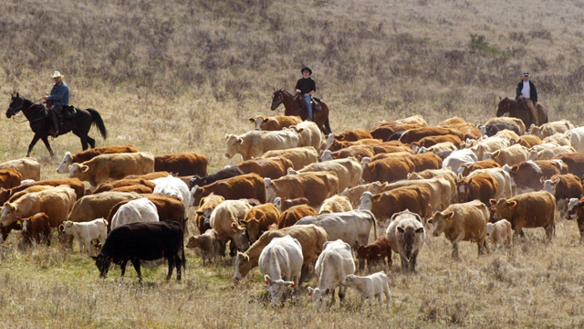 FEATURE CATTLE DRIVE