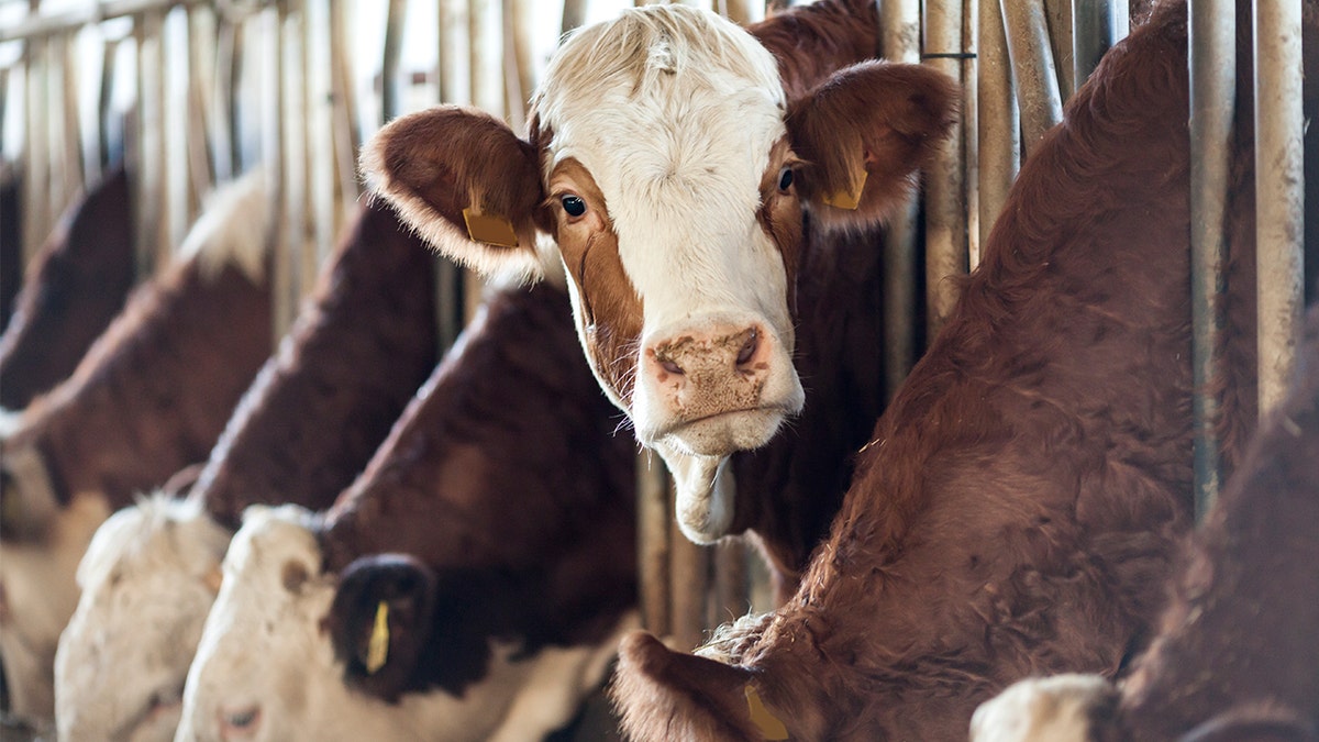 cattle istock