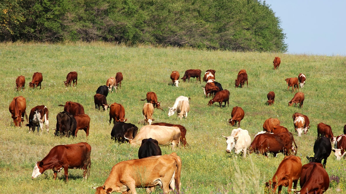 cow herd