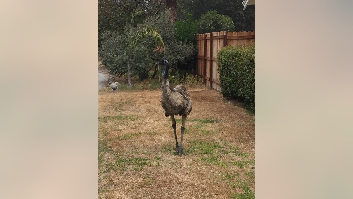 Escaped Emu