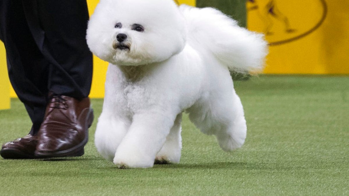 Westminster bichon sales