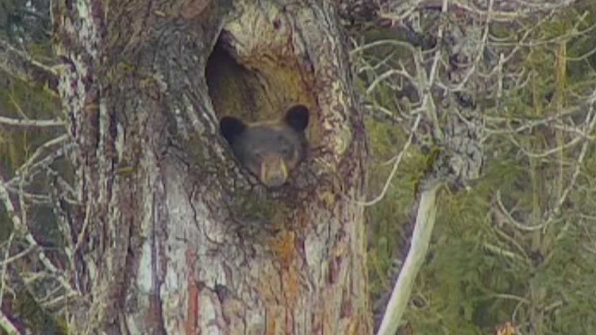 national park bear