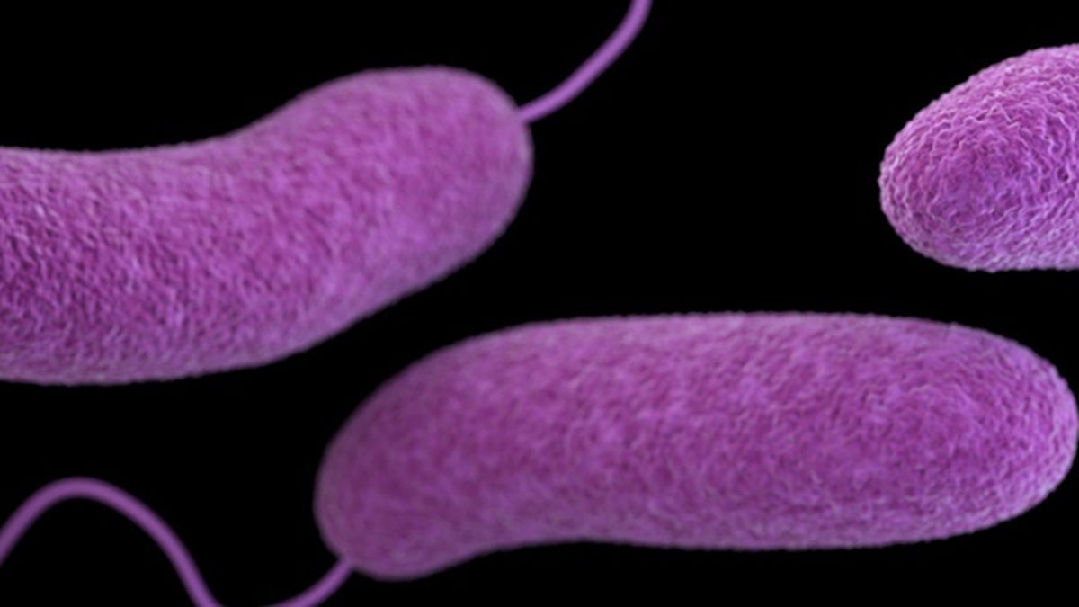 Vibrio bacteria causes Vibriosis.