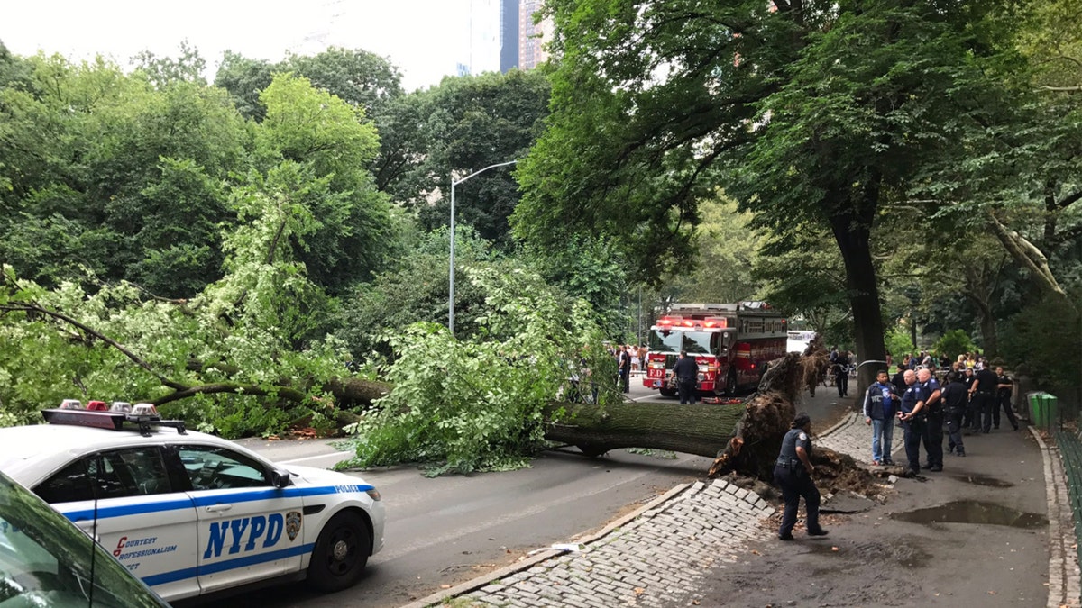 Central Park Tree 1