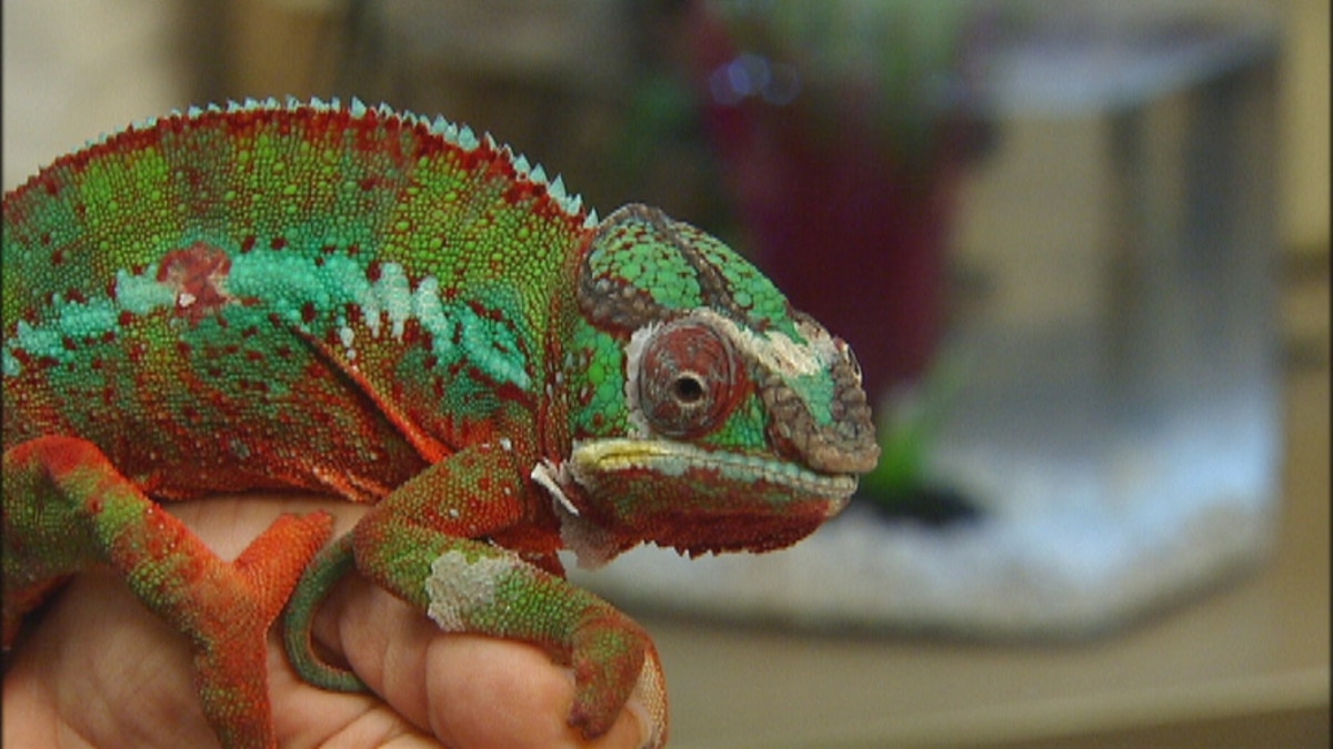 chameleon