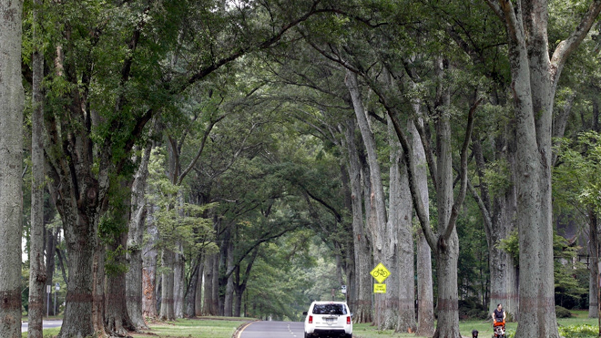 This July 17, 2012 photo shows a car drives under the canopy of oak trees on Queens Road West in Charlotte, N.C. A wide street with million-dollar homes, Queens Road West is part of the Myers Park neighborhood developed at the turn of the 20th century by the firm of John Nolen of Cambridge, Mass., renowned for urban planning. (AP Photo/Chuck Burton)