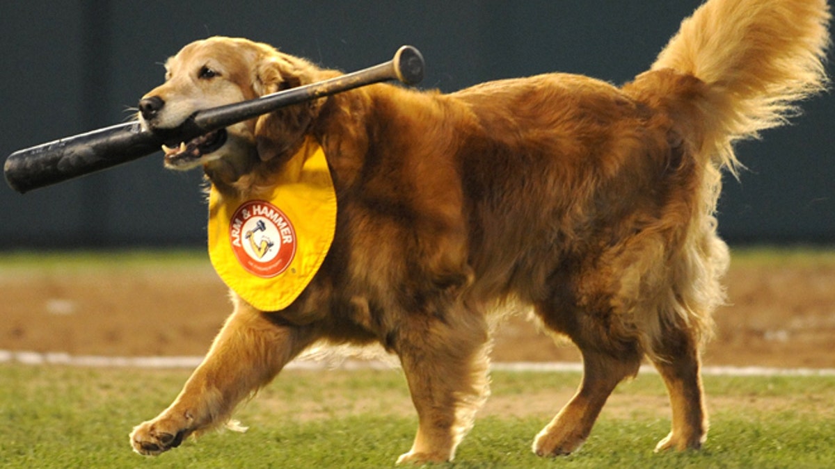 New Hampshire Fisher Cats Have a New Bat Dog