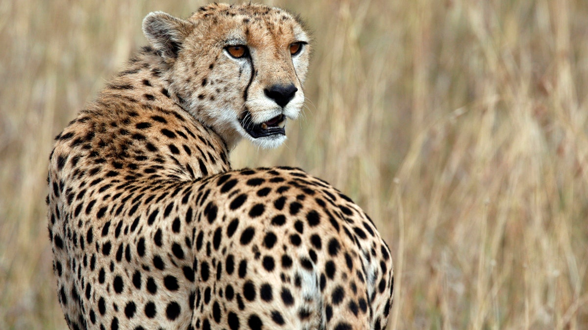 Cheetah