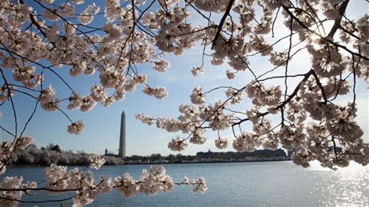 Cherry Blossoms